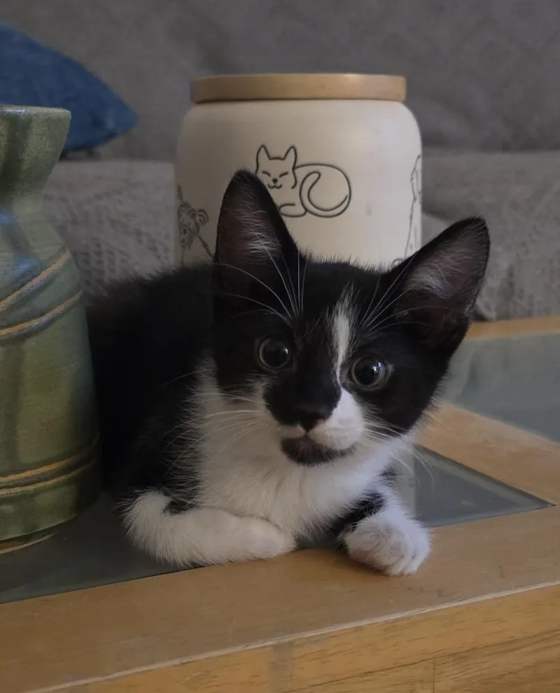 A baby small-sized male Black & White / Tuxedo Domestic Short Hair cat named Wander for adoption in Lorain, OH