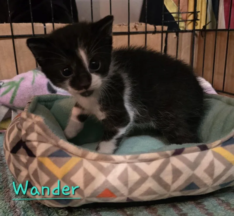 Wander thumbnail 2