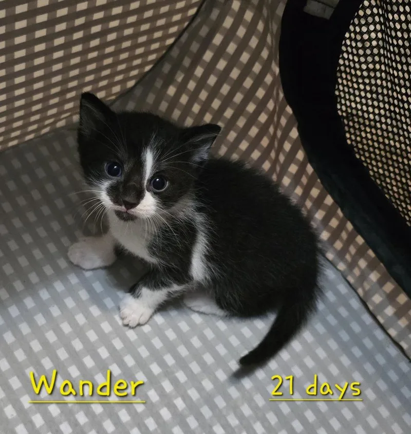 Wander thumbnail 3