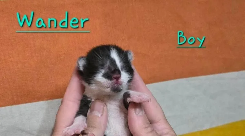 Wander thumbnail 4