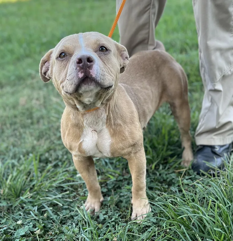 An adult medium-sized female Pit Bull Terrier dog named Polly for adoption in Greensboro, GA