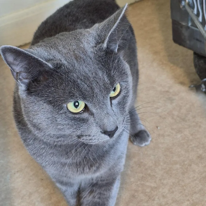 An adult small-sized male Gray / Blue / Silver Domestic Short Hair cat named Simba for adoption in Natick, MA