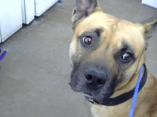 A young large-sized male Mixed Breed dog named Buddy for adoption in Dallas, TX
