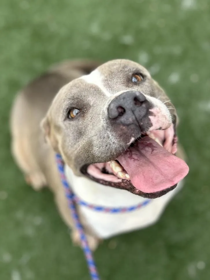 An adult large-sized female Staffordshire Bull Terrier dog named Sapphire Roper for adoption in Texas City, TX