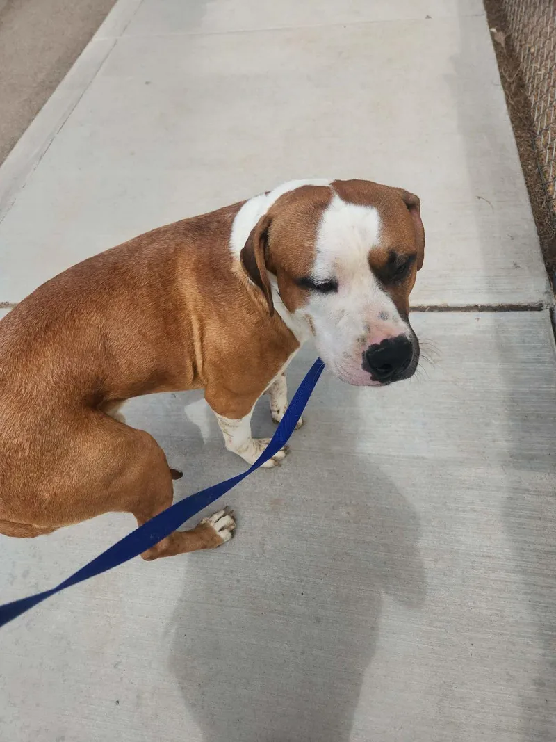 An adult medium-sized male Labrador Retriever dog named Scrappy for adoption in Kingman, AZ