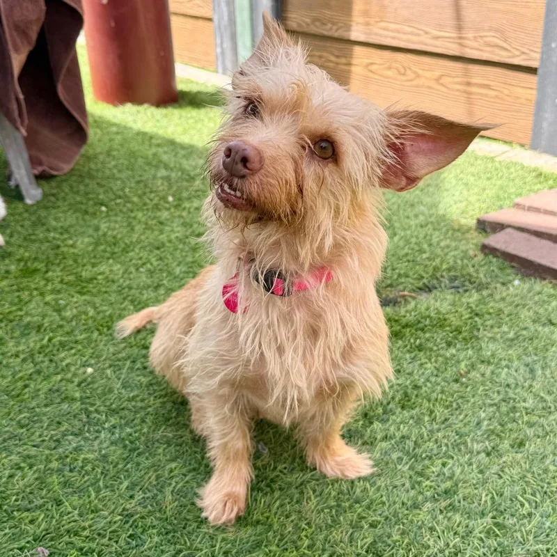 An adult small-sized female Terrier dog named Petunia for adoption in Agoura Hills, CA