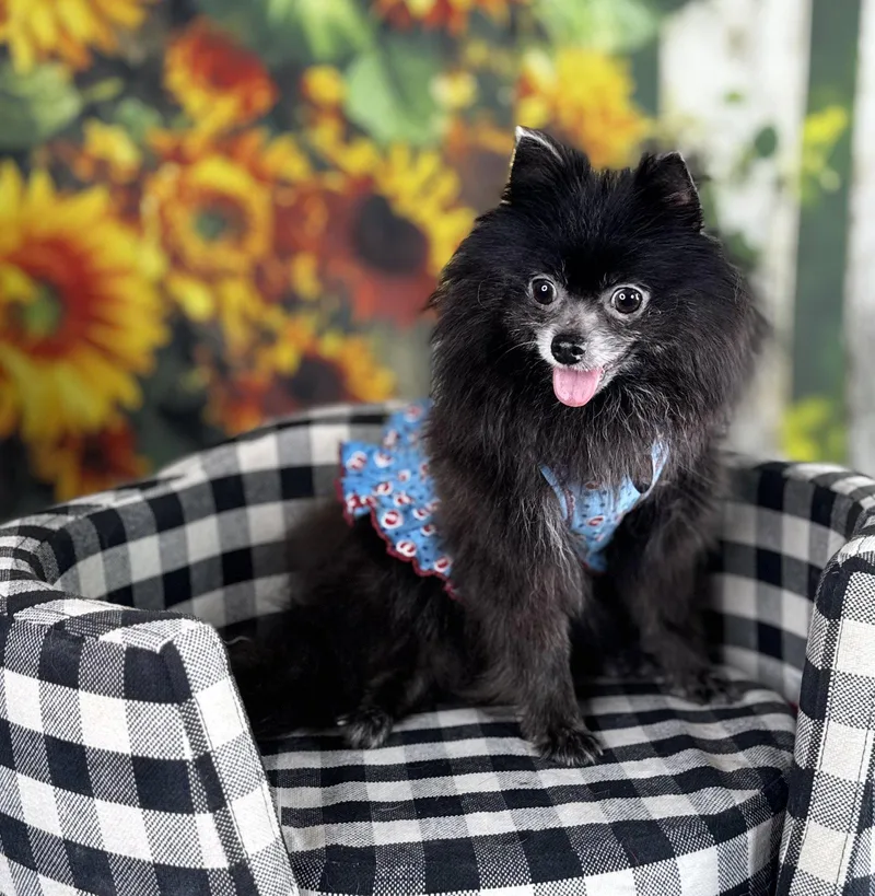An adult small-sized female Pomeranian dog named Hanna for adoption in Garland, TX