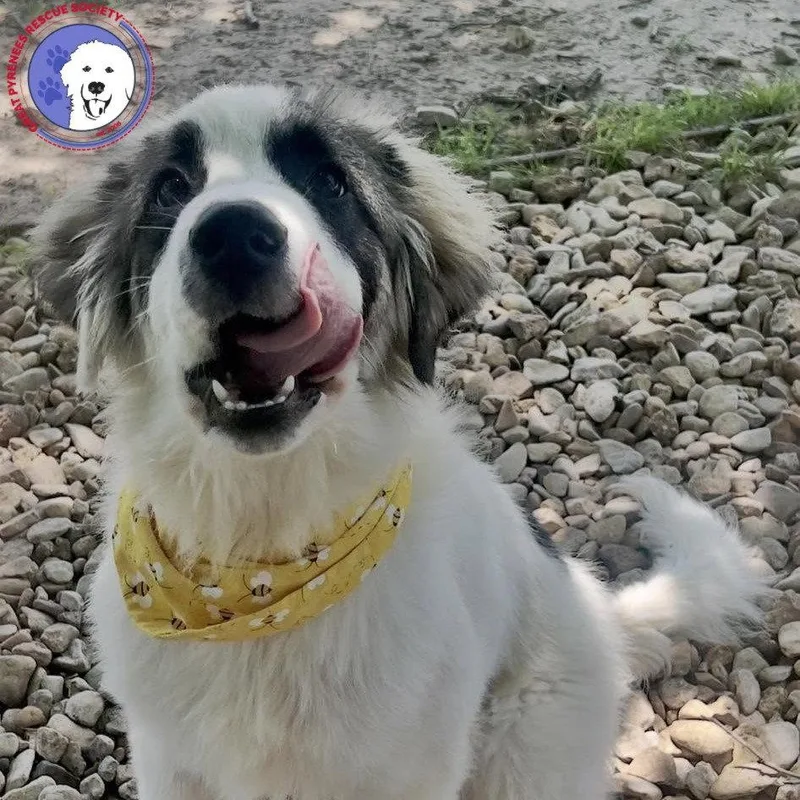 A baby large-sized male White / Cream Great Pyrenees dog named Corky for adoption in Spring, TX