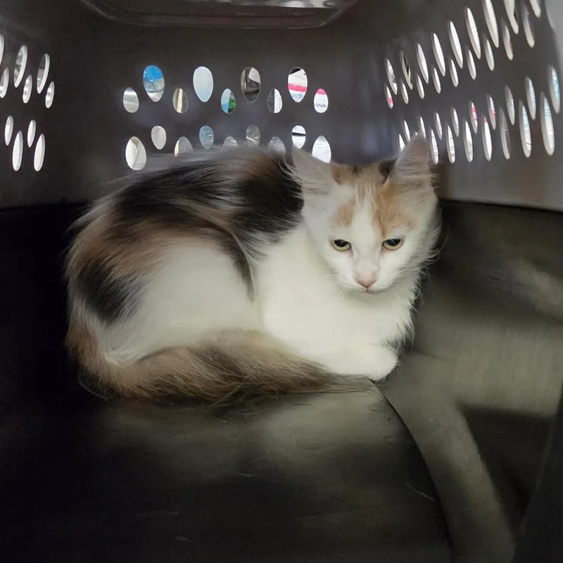 An adult medium-sized female White Domestic Long Hair cat named Yang for adoption in North Myrtle Beach, SC
