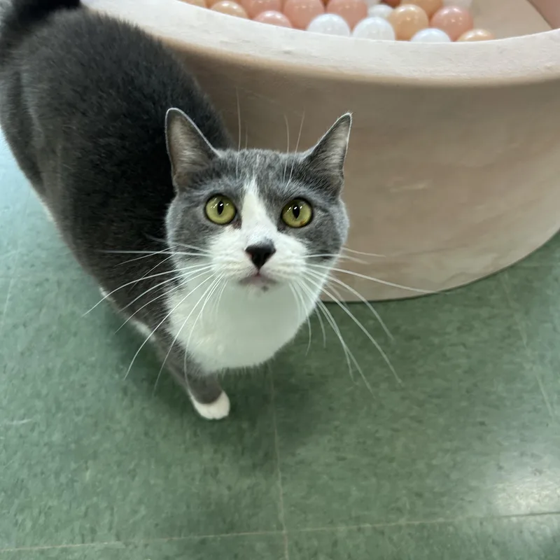 An adult medium-sized female Gray & White Domestic Short Hair cat named Sassy for adoption in Mokena, IL