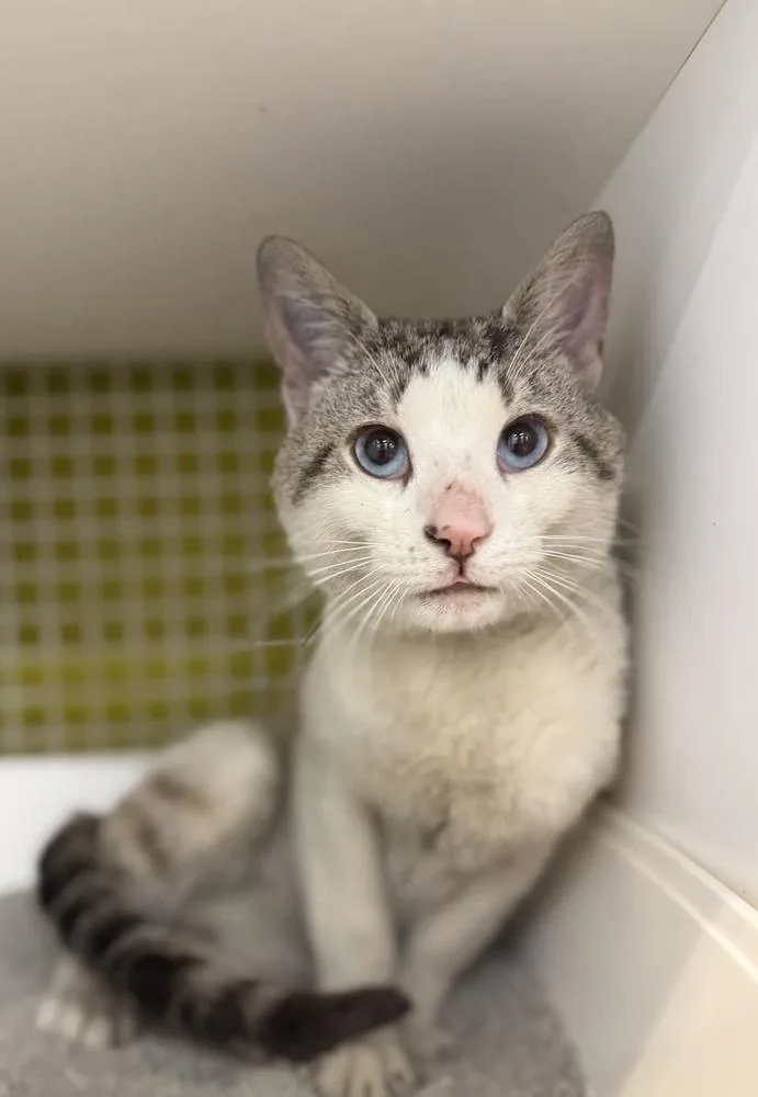 An adult large-sized male Gray & White Domestic Short Hair cat named Sylas for adoption in Telford, PA