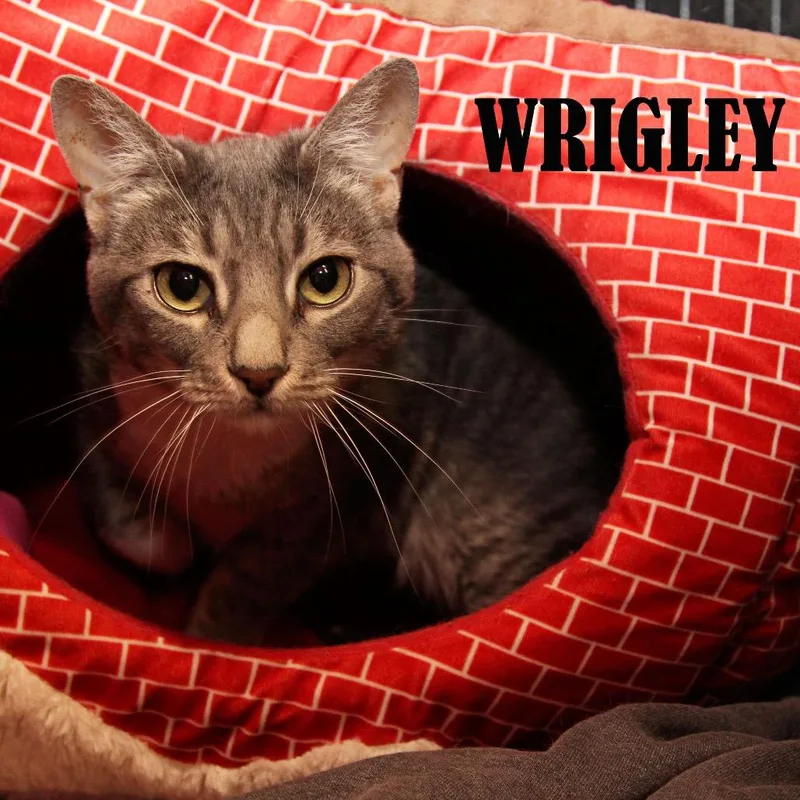 Wrigley