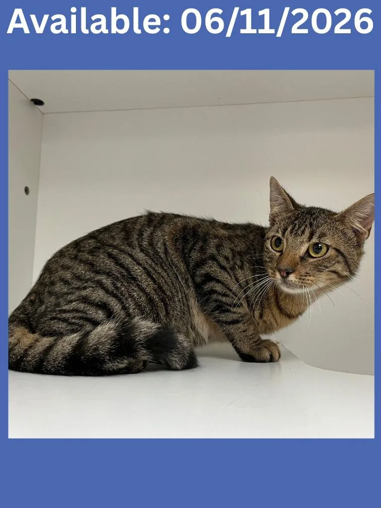A young medium-sized male Domestic Short Hair cat named Cat Condo Arlo for adoption in Greenville, TX