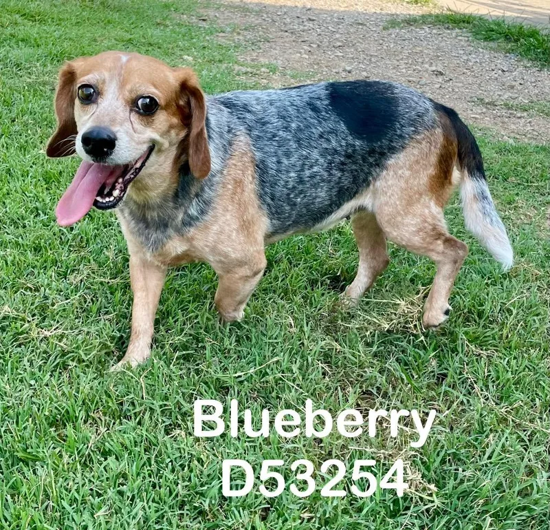Blueberry thumbnail 3