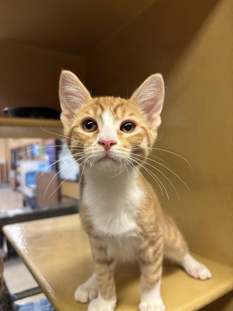 A baby medium-sized male Orange / Red Domestic Short Hair cat named Bon Scott for adoption in Sonora, CA
