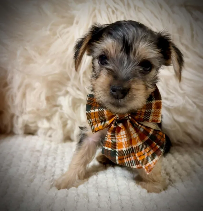 A young small-sized female Terrier dog named Olivia for adoption in Fort Worth, TX