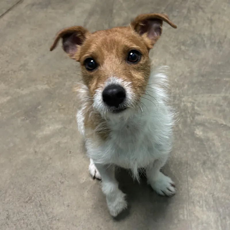 An adult small-sized male Jack Russell Terrier dog named Milo for adoption in Godfrey, IL