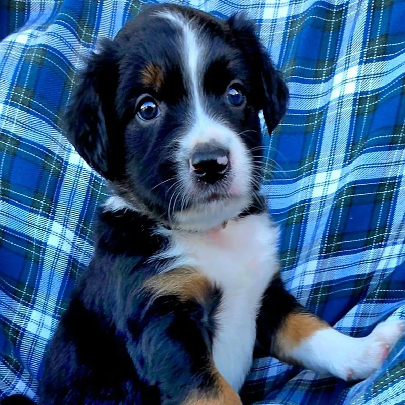 A baby medium-sized male White / Cream Mixed Breed dog named Rocky cs for adoption in Columbia, MD