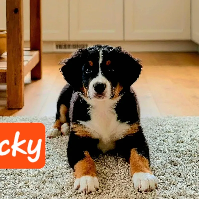 Rocky cs thumbnail 2