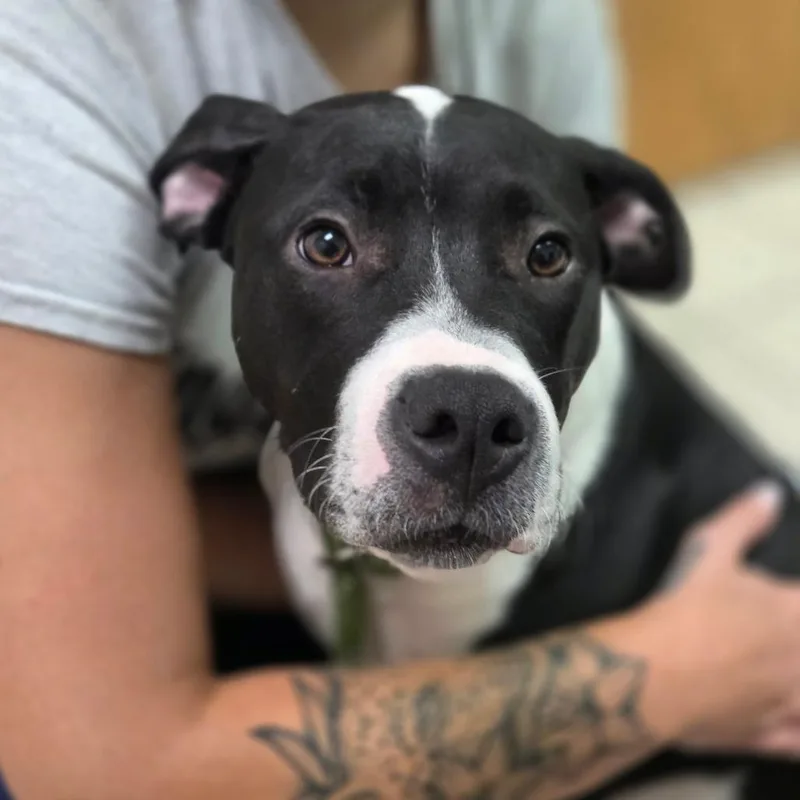 An adult medium-sized male Black Mixed Breed dog named Rascal for adoption in Charleston, WV