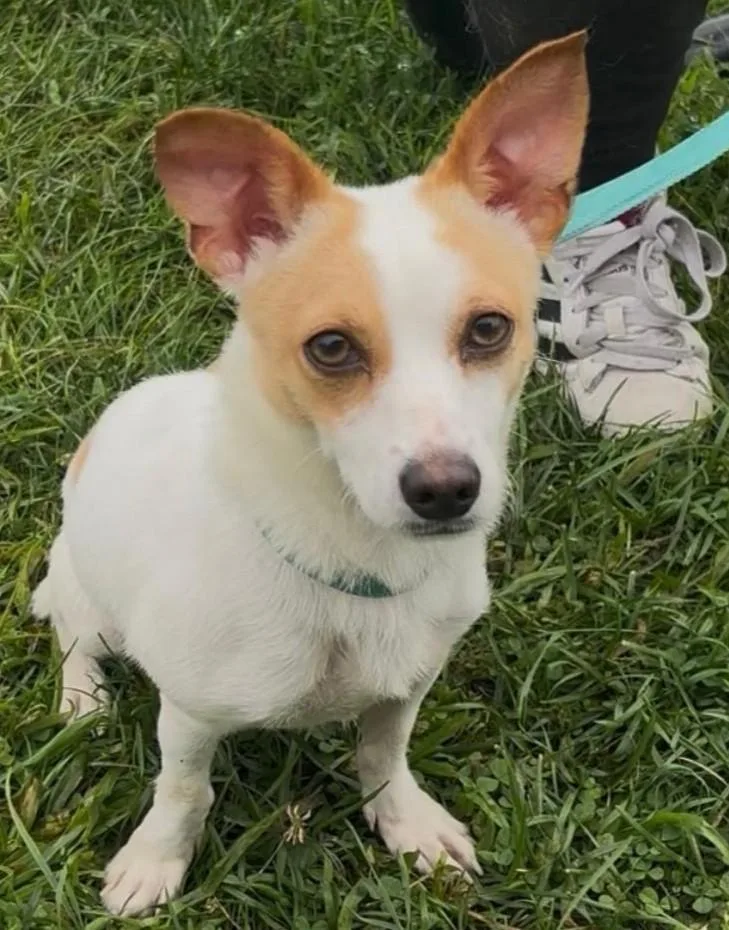 A young small-sized male White / Cream Corgi dog named Woody for adoption in Norwalk, CT