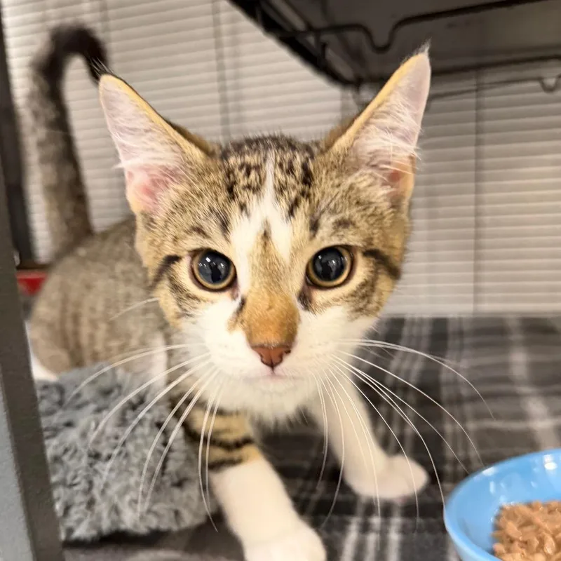 A baby small-sized male White Domestic Medium Hair cat named Buoy for adoption in Hampton Bays, NY