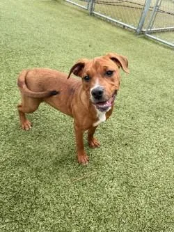 A baby medium-sized female Mixed Breed dog named Gaga for adoption in Savannah, GA