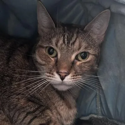 An adult large-sized female Tabby (Brown / Chocolate) Domestic Short Hair cat named Sandy for adoption in Stafford, VA