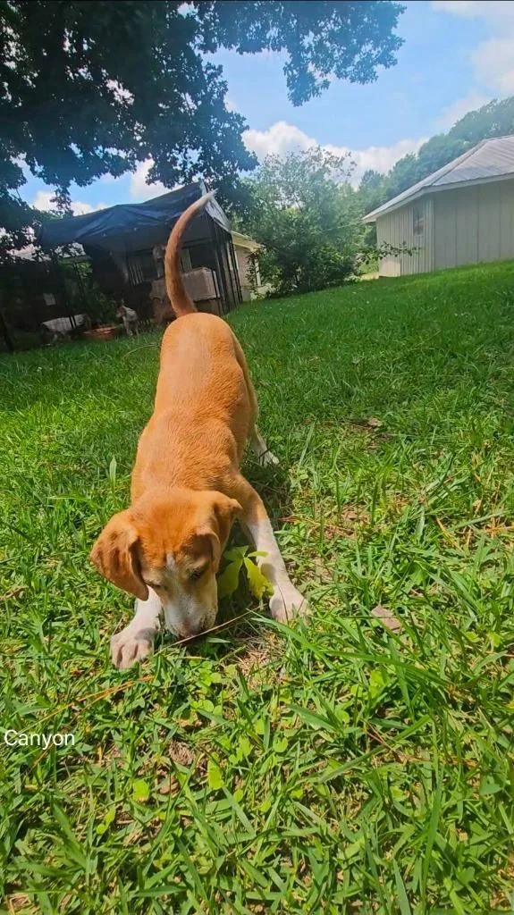 A baby large-sized male Mixed Breed dog named Canyon for adoption in Fond Du Lac, WI
