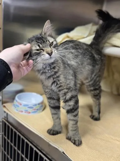 A young medium-sized female Domestic Medium Hair cat named Thumbelina for adoption in Westland, MI