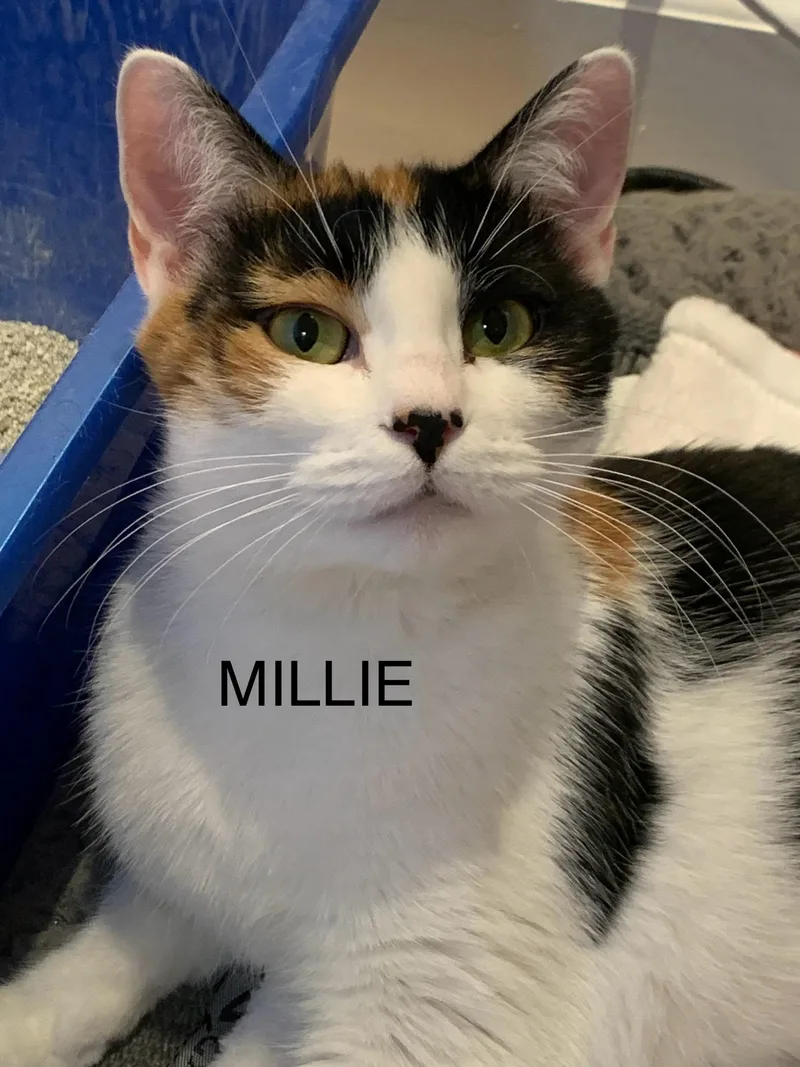 Millie thumbnail 2