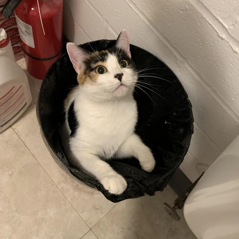 An adult medium-sized female Calico Domestic Short Hair cat named Millie for adoption in Saint Charles, MO