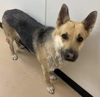 An adult large-sized male German Shepherd Dog dog named Bear for adoption in Phoenix, AZ