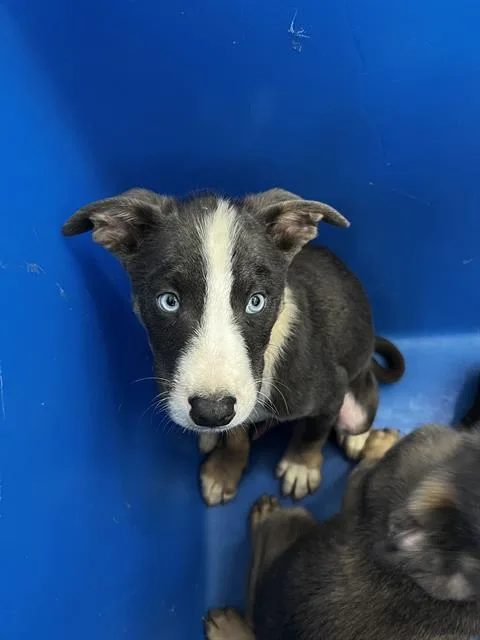A baby large-sized male Mixed Breed dog named Max for adoption in Dallas, TX