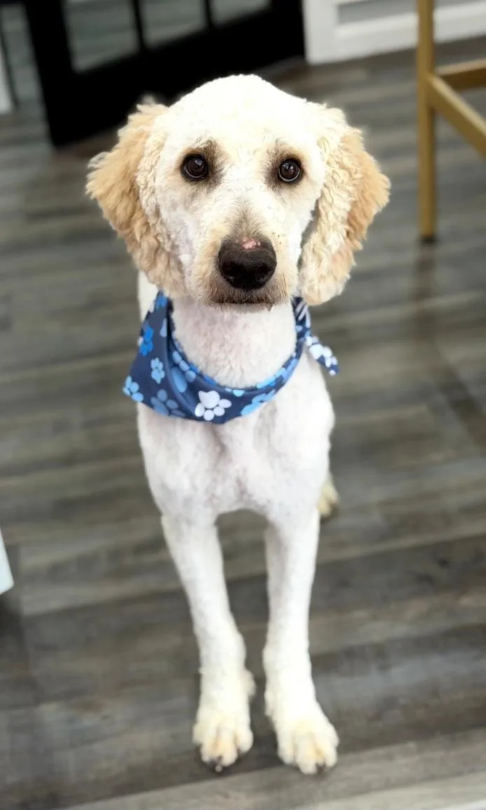A young large-sized male Goldendoodle dog named Stan for adoption in Catlettsburg, KY