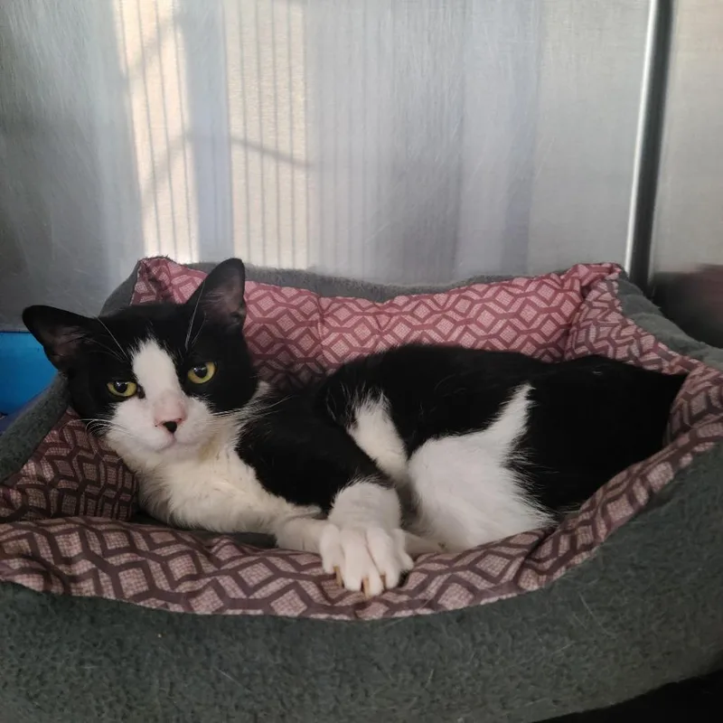An adult medium-sized male White Domestic Short Hair cat named Bashir for adoption in Russellville, KY