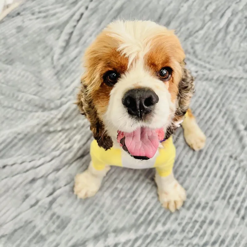 An adult small-sized male Cocker Spaniel dog named Doc for adoption in South San Francisco, CA