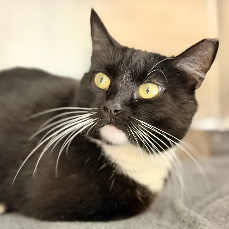 An adult medium-sized female Black & White / Tuxedo Domestic Short Hair cat named Panda for adoption in Jackson, NJ