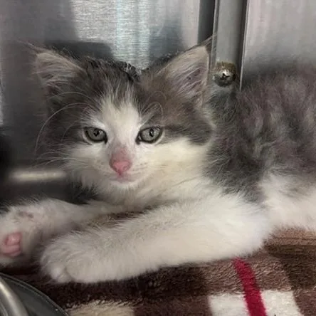 A baby medium-sized male Gray / Blue / Silver Domestic Long Hair cat named Elroy for adoption in Allegan, MI