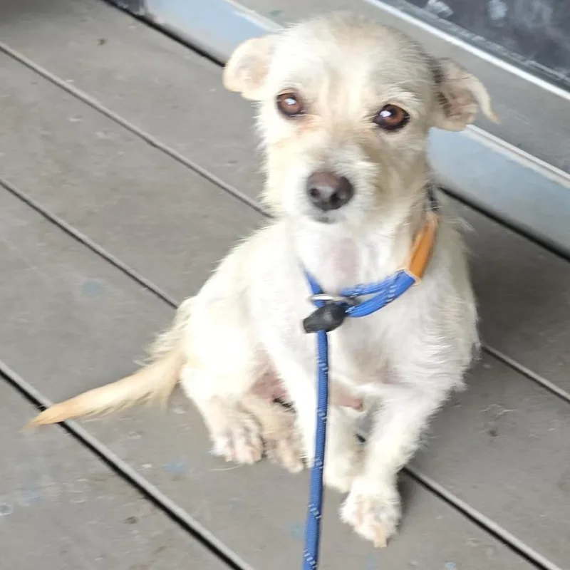 An adult small-sized female Apricot / Beige Wirehaired Terrier dog named Olaline for adoption in West Islip, NY