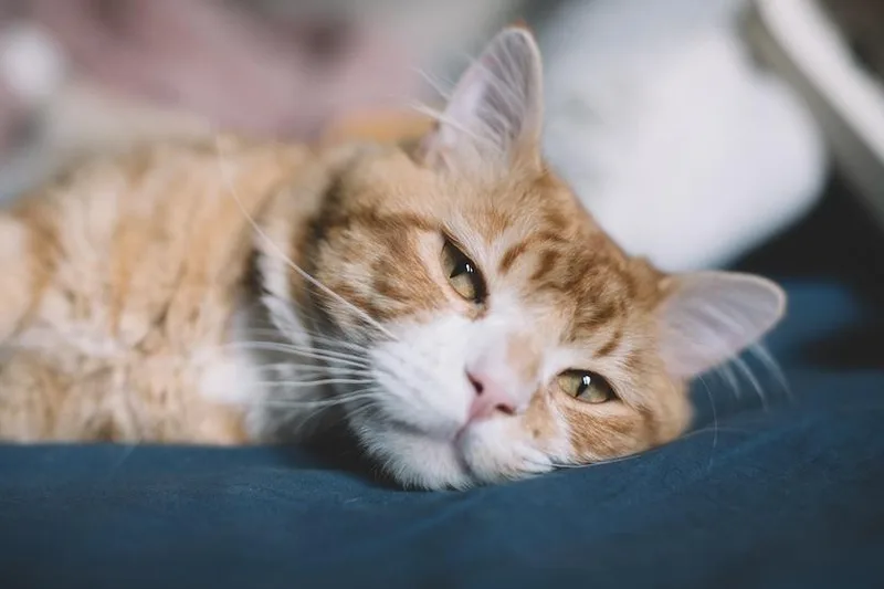 An adult medium-sized male Domestic Medium Hair cat named Simba for adoption in Denver, CO