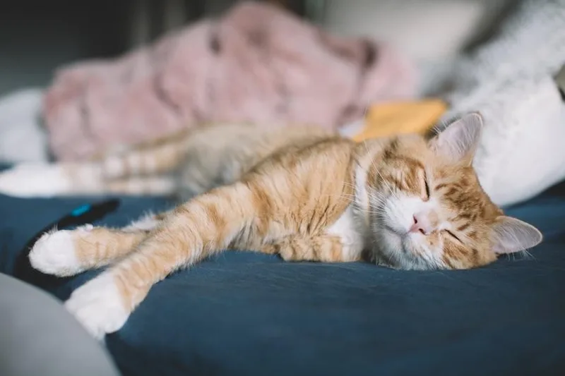 Simba thumbnail 2