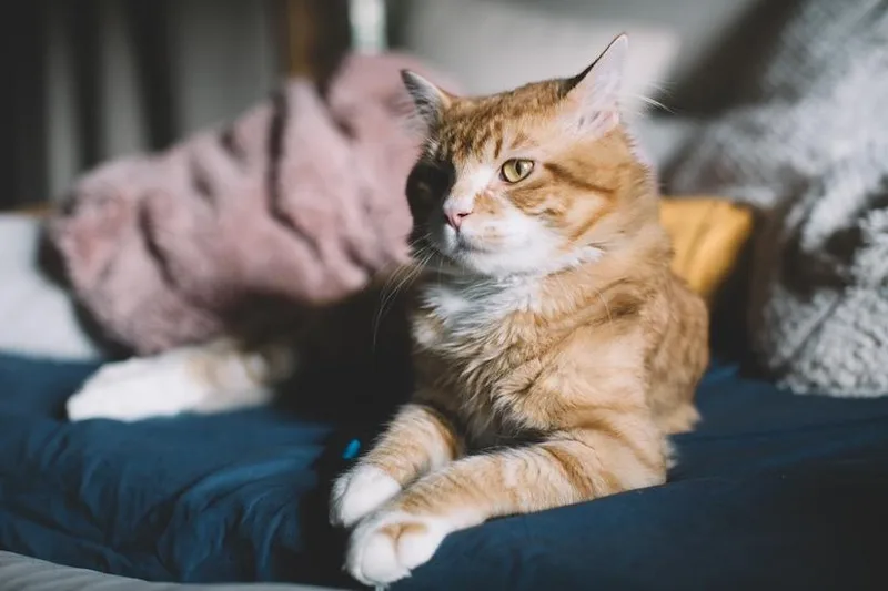 Simba thumbnail 3