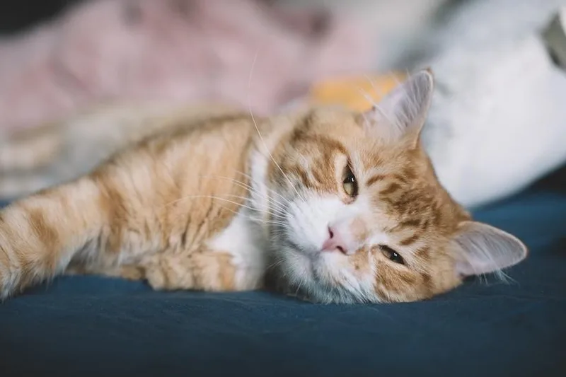 Simba thumbnail 4