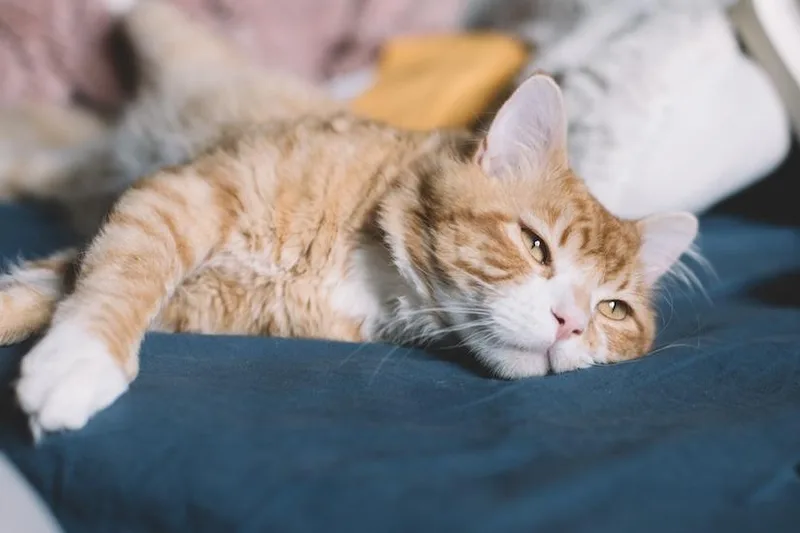 Simba thumbnail 5