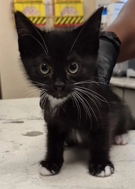 A baby small-sized male Domestic Medium Hair cat named Fishstick for adoption in Lodi, CA