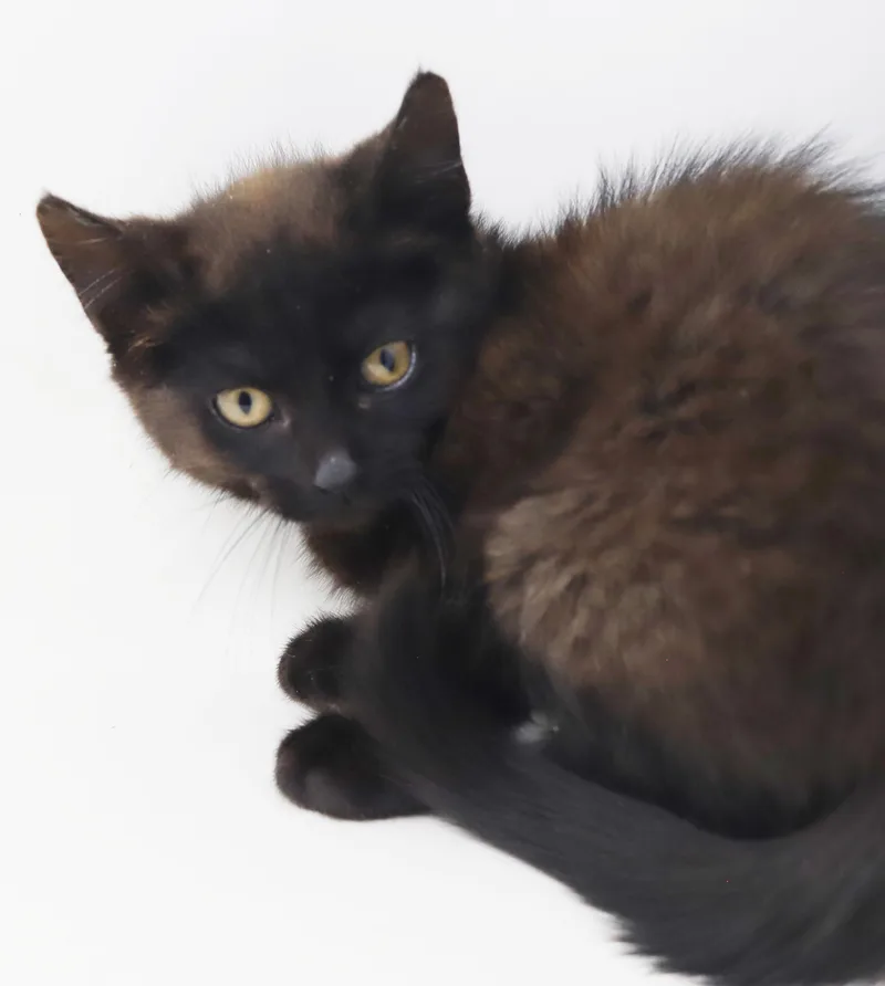Cinnamon is a crazy thumbnail 6