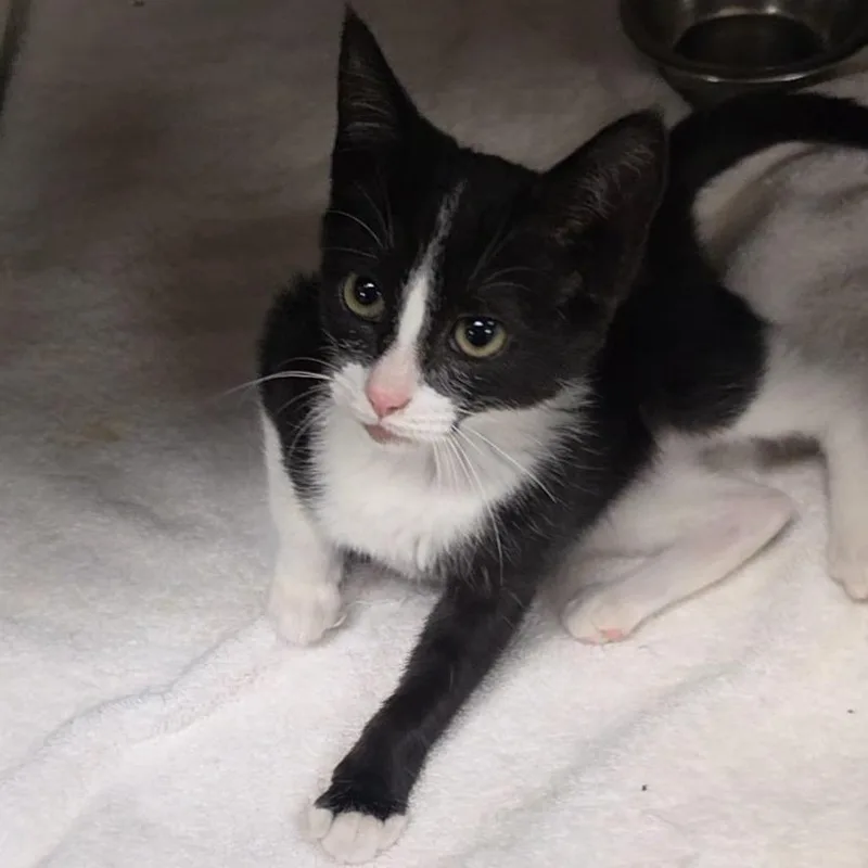 A baby small-sized male Black Domestic Short Hair cat named Butler for adoption in Bristol, IN