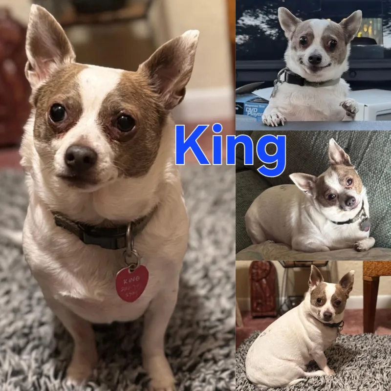 King thumbnail 5