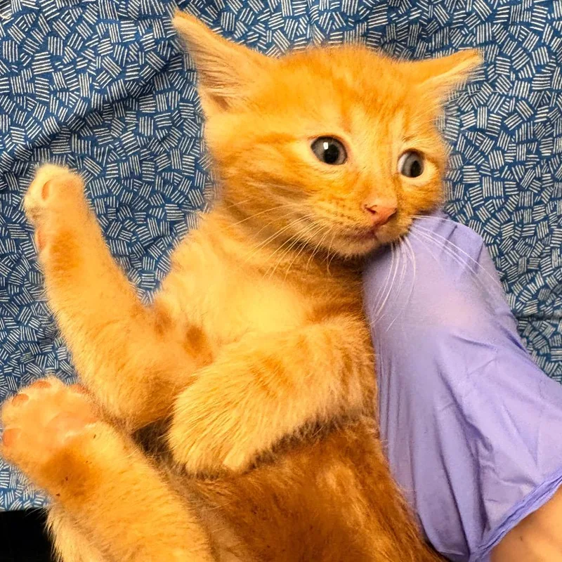 A baby small-sized male Orange / Red Domestic Short Hair cat named Sopapilla for adoption in Clarksville, AR